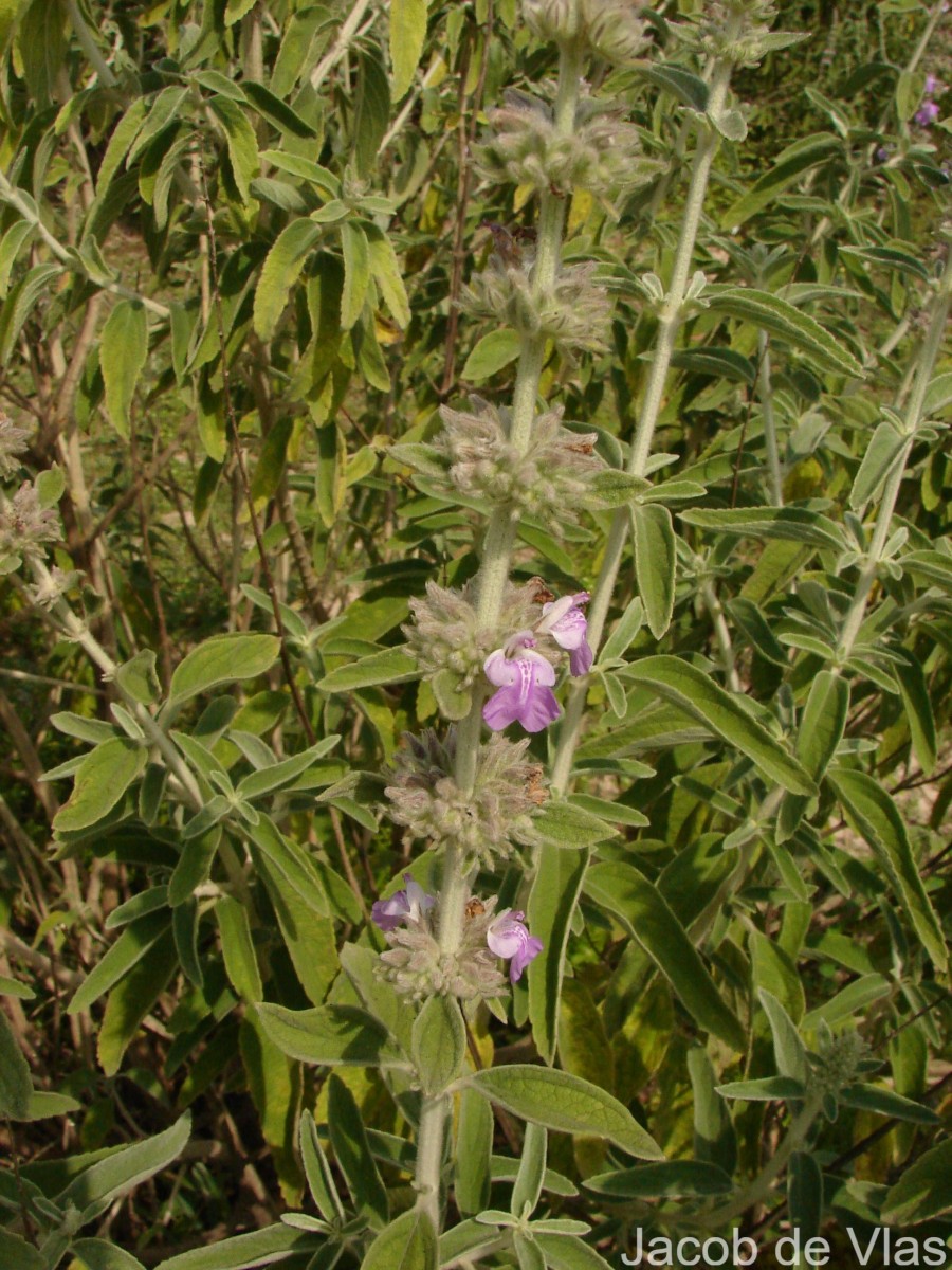 Anisomeles malabarica (L.) R.Br.